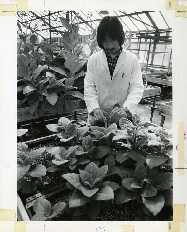 Researcher observing leafy plants in greenhouse