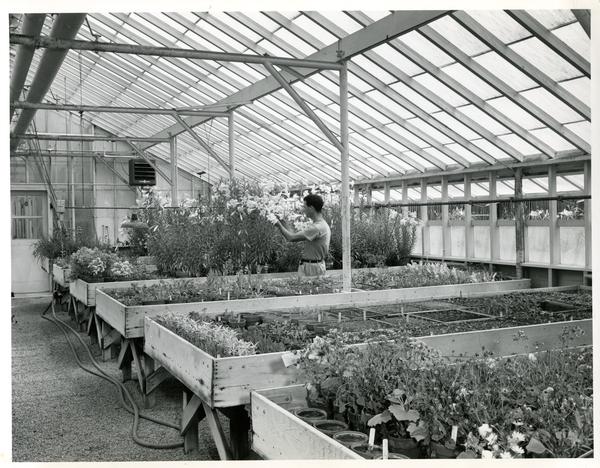 Researcher tending to plants in greenhouse