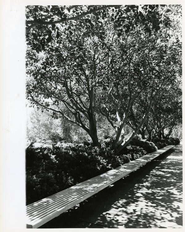 View of long bench under trees