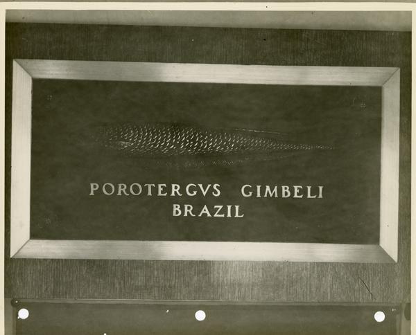 Close up of bas relief of the Porotergus Gimbeli Brazil at the base of the flagpole at the center of the Royce Quad