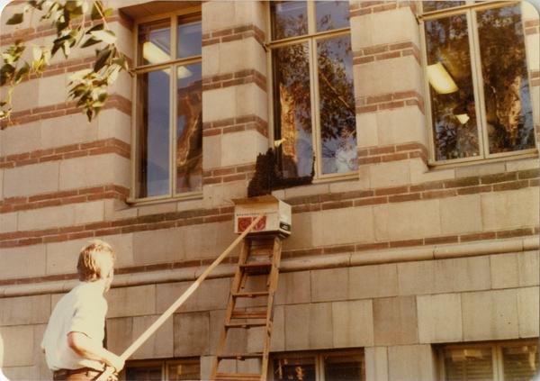 Man using a long rod, ladder and box to remove swarm of bees from Powell Library window, ca. April 1979