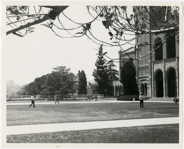 View of quad and lawn in front of Royce Hall, ca. 1965