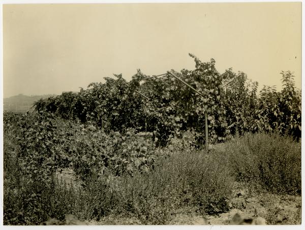 View of grape arbor, September 14, 1931
