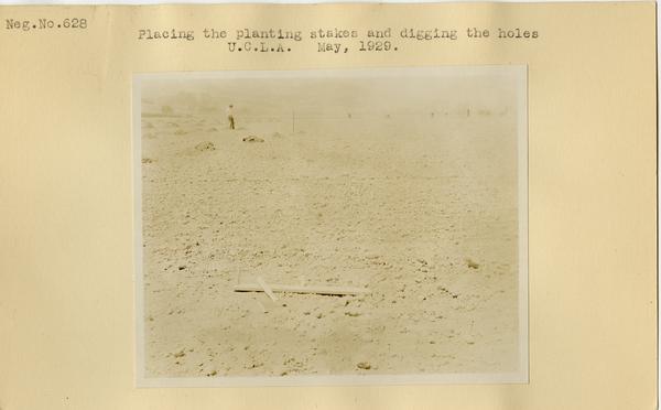 Placing planting stakes and digging holes, ca. May 1929