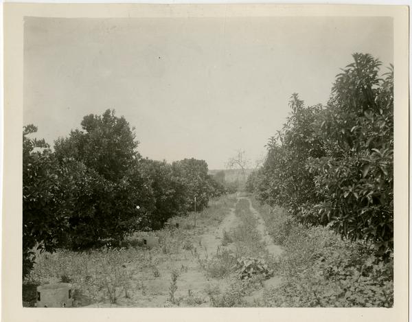 Subtropical Horticulture orchard used for teaching with avocadoes on right and oranges on left, ca. 1934