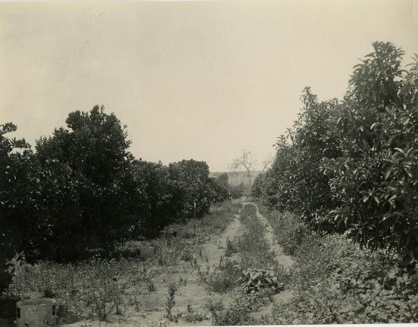 Subtropical Horticulture orchard used for teaching with avocadoes on right and oranges on left, ca. 1934