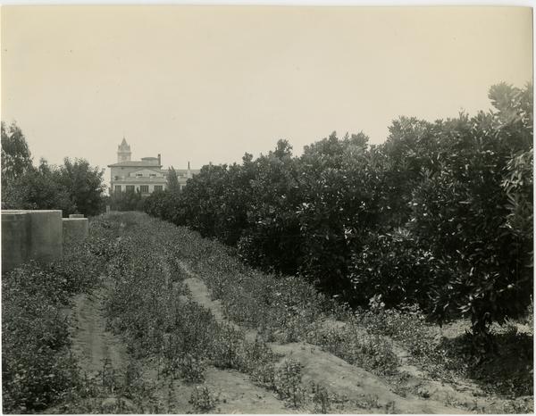 Subtropical Horticulture orchard, ca. 1934