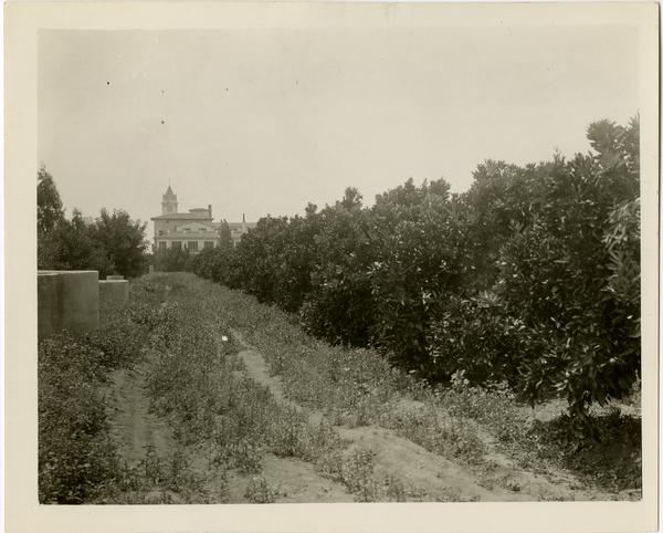 Row of orange treest in Subtropical Horticulture orchard, ca. 1934