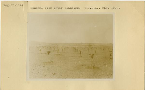 General view after planting, ca. May 1929