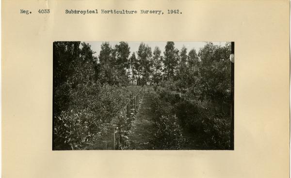 Subtropical Horticulture Nursery, ca. 1942