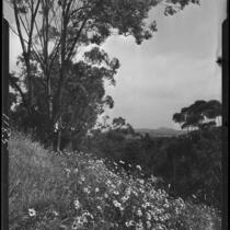 Eucalyptus trees and daisies, Pacific Palisades or Santa Monica, 1924