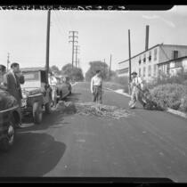 Deputy Dwight Smith shown dragging a load of marijuana "trees" from roadside patch in Rosemead, Calif., 1948