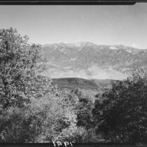 Trees and mountains, Riverside County, [1920-1939?]
