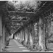 Huntington Botanical Gardens, pergola in the Rose Garden, San Marino, 1932