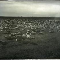 Large flock of sheep in a field, San Joaquin Valley, circa 1900
