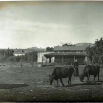 Monk tending to cows at the Mission Santa Barbara, Santa Barbara, 1898