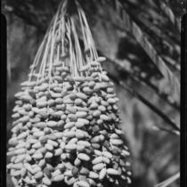 Dates hanging from date palm, Indio or Palm Springs, 1931-1948