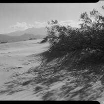 Desert area with shrub, Imperial Valley or Coachella Valley, 1940