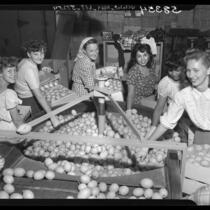 Women packing lemons at packing house in Fallbrook, Calif., 1949
