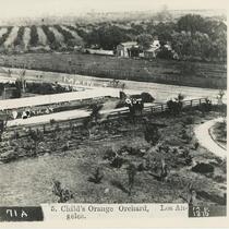 Overview of Child's Orange Orchard in Los Angeles