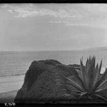 Agaves, cliffs, and ocean, Santa Monica, 1928