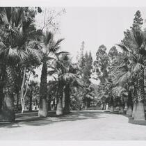 Road of Palm Trees in East Lake Park, otherwise known as Lincoln Park, Los Angeles