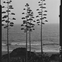 Agaves in bloom on Palisades Park cliffs, Santa Monica, 1925-1928