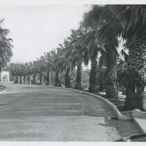 Palm tree drive, Westlake Park (MacArthur Park), Los Angeles