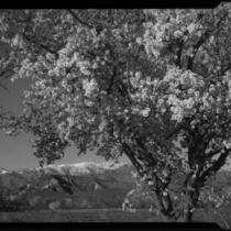 Almond tree in bloom, Banning, 1938