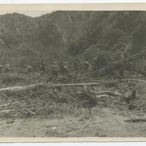 Workers inspecting a fallen tree, Harry Carey Ranch, Los Angeles, March, 1928