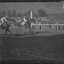 Horses racing at Santa Anita Park the month it opened, Arcadia, 1934