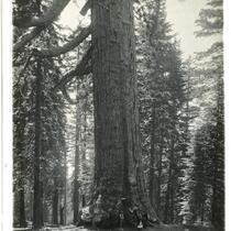 Grizzly Giant sequoia Mariposa Grove, Yosemite National Park, circa 1900