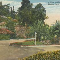 A View on the Winding Drive. Elysian Park, Los Angeles, Cal.