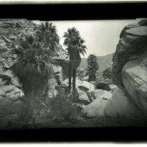 Boulders and palm trees in Palm Canyon near Palm Springs, Agua Caliente Indian Reservation , circa 1901