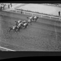 Horses racing at Santa Anita Park on Christmas Day, Arcadia, 1935