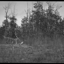 Trees and brush, Mono County, [1929?]
