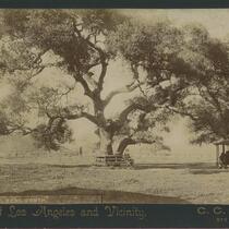 View of a live oak tree, Los Angeles