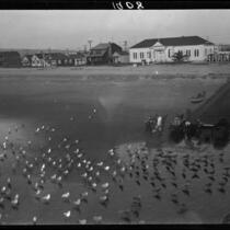 Birds in surf, men and boats, and beach houses, Newport Beach, 1929