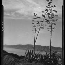 Agaves in bloom, Santa Monica, 1928