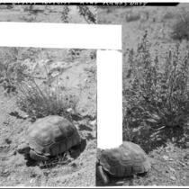 Two views of a desert tortoise, near Randsburg, 1927