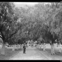 William Mulholland (possibly) standing on dirt drive between rows of large trees, California