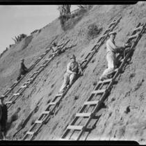 Men working on ladders against Palisades Park cliff, Santa Monica, 1934