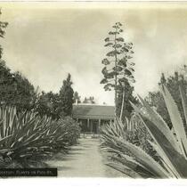 Avenue of century plants lining the entrance to the Toberman homestead, Los Angeles, circa 1886