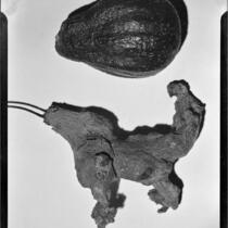 Avocados, normal and unusual forms, 1944