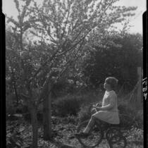 Adelaide Rearden posing on a tricycle next to a blossoming tree, Santa Monica, circa 1928