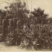 Cactus in Westlake Park (MacArthur Park), Los Angeles