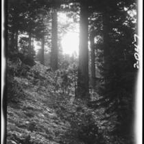 View slope on Cucamonga Peak, Cucamonga Wilderness, 1924
