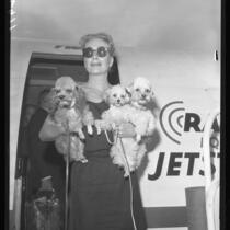 Joan Crawford arrives with 3 dogs in arm at Los Angeles International Airport, 1958