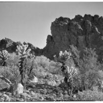 Desert plants growing in a canyon near the southern segment of the San Andreas Fault, Riverside County, 1931