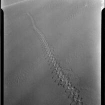 Sidewinder tracks in sand, Imperial Valley or Coachella Valley, 1940